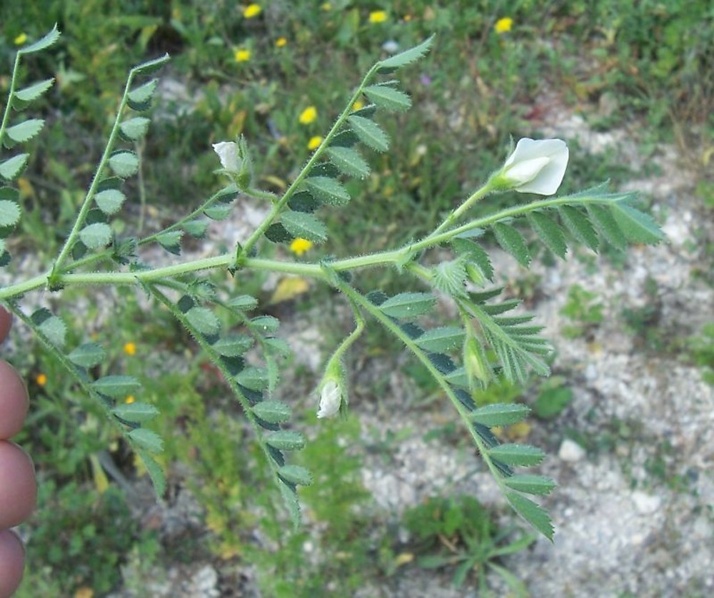 نخود - معرفی و خواص گیاهان دارویی